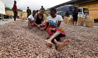 Un grupo de mujeres selecciona granos de cacao, el pasado 3 de julio en Abiyán (Costa de Marfil).