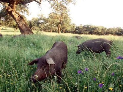 Una piara de cerdos aliment&aacute;ndose en el campo en Extremadura.