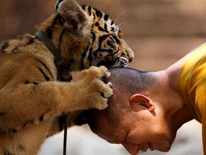 Un tigre y un monje, en el templo Wat Pa Luang Ta Bowa en 2015.