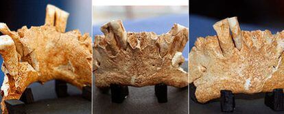 Los restos de mandíbula del europeo más antiguo conocido hasta ahora, hallados en Atapuerca (Burgos), vistos desde distintos ángulos.