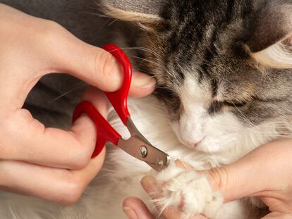 Los cortaúñas para gatos son muy sencillos y prácticos de utilizar. GETTY IMAGES.