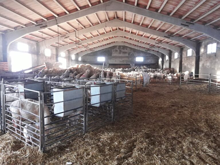 Explotación ganadera en Bello (Teruel), refugio de Miguel Ángel Lizama junto a sus ovejas.