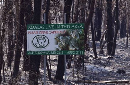 Bosque quemado en la ciudad de Taree, a 350 kilómetros de Sídney.