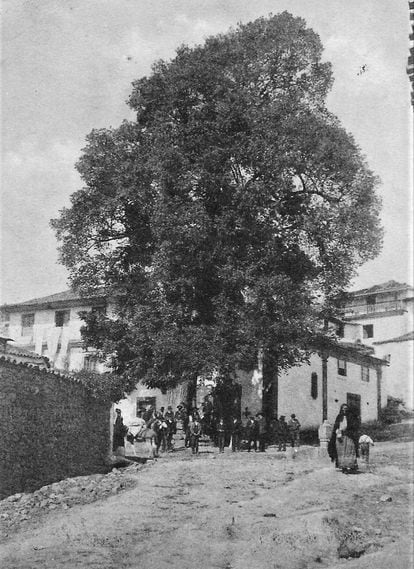 Postal de Vidago, Portugal, imagen de la portada del libro de Ignacio Abella 'Olmos. La cultura de un árbol venerable'. Colección de Júlio Silva.