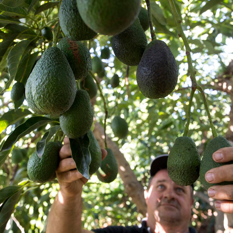 Málaga: La provincia que produce más aguacates y mangos de Europa busca  agua | Medio Ambiente | EL PAÍS