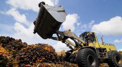 Un tractor cargando con plantas destinadas a la obtención de biocombustibles.