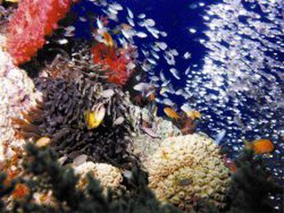 Fauna marina en las profundidades del Mar Rojo (Egipto).
