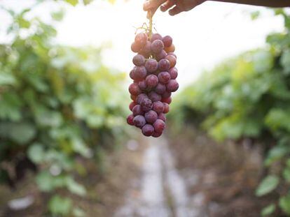 Lo que diferencia a una uva de comer de una para hacer vino