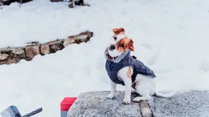Diseños acolchados y con doble capa de forro cálido para proteger a los perros de las temperaturas frías.GETTY IMAGES.