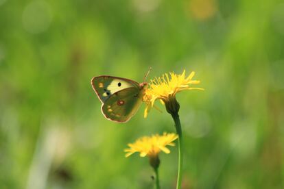 Mariposa Colias croceus