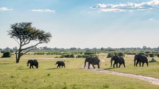 Manada de elefantes en el parque nacional Hwange (Zimbabue). En vídeo, animales en varios puntos de África.