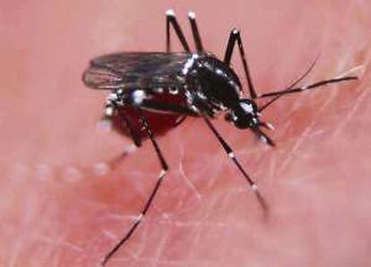 Una hembra de la especie Aedes aegypti.