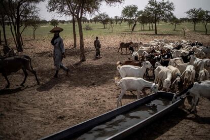 Las sequías de los años setenta y ochenta, que diezmaron la mitad de los rebaños, marcaron un punto de inflexión histórico en Níger y el resto del Sahel. "No estábamos preparados para eso, todos huyeron a Nigeria", recuerda uno de los miembros de la comunidad. "Los animales estaban tan delgados y cansados que había que levantarlos para que se pusieran de pie, incluso la gente se moría de hambre, no quedaba nada en los mercados". 