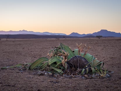 Un ejemplar de Welwitschia en el desierto de Namib, en Namibia, en 2016.