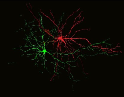 Una neurona procesando pensamientos negativos (rojo) y otra positivos (verde)