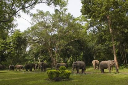 Elefantes en el Elephant Nature Park, Chang Mai.