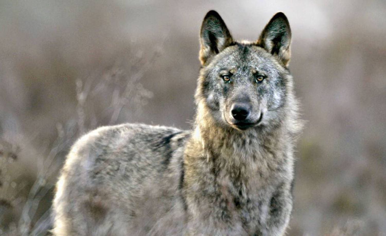 Un juez condena a dos cazadores a pagar 57.000 euros por matar un lobo en una montería A64J4YPMRGNQ5JTL6NQ5TG3EUQ