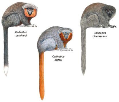 Comparación entre el 'C. miltoni' y otras especies de titís.