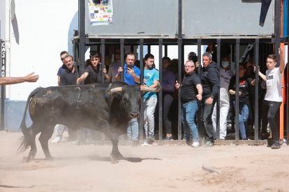 Imágenes de los 'bous al carrer' en la localidad castellonense de La Llosa durante sus fiestas de abril de este año.