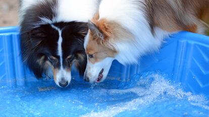 Beber agua regularmente y remojarse es fundamental para que los perros no sufran un golpe de calor. GETTY IMAGES.