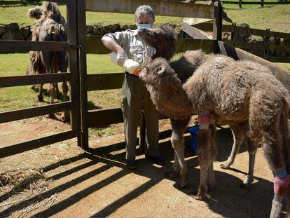El jefe de veterinarios del zoo de Cabárceno da el biberón a dos camellos recién nacidos.