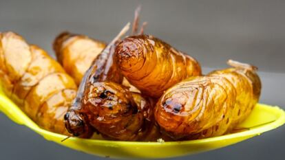 ¿Son los insectos la comida del futuro?