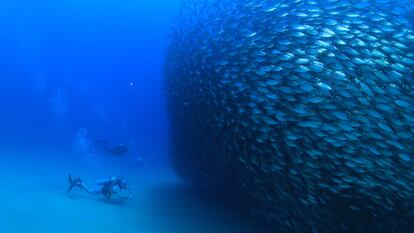 El buceo es una de las actividades extremas más populares de Los Cabos.