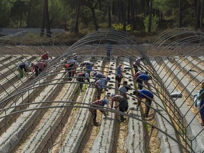 Trabajadores en las plantaciones de fresa en Lucena del Puerto (Huelva), el pasado noviembre.