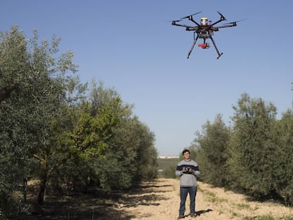 Un técnico controla un dron en una explotación de Primor en Sevilla.