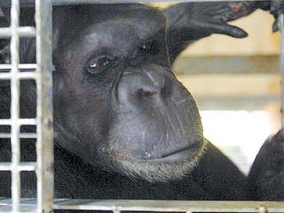 El chimpancé <i>Yaki,</i> el pasado lunes en Madrid.