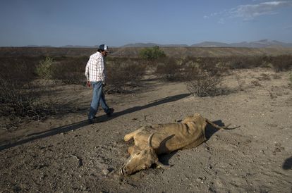 Una campesino pasa frente a un animal muerto debido a la sequía en Coahuila.