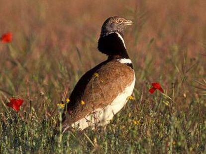 SEO/BirdLife nombra Ave del Año 2017 a esta avutarda pequeña catalogada como especie vulnerable