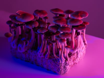 Cultivo con fines médicos de 'Psilocybe cubensis', unos hongos con propiedades enteógenas.