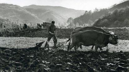 Juaco arando en el Llag&uuml;ezu, Asturias (1963). 