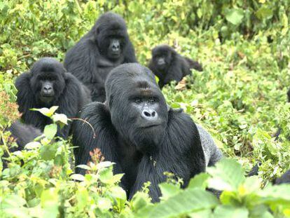 Una familia de gorilas de monta&ntilde;a en el Parque Nacional Virunga, en la frontera del Congo.