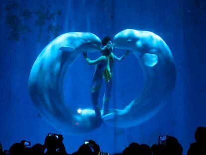 Belugas en el acuario de Harbin, al noreste de China.