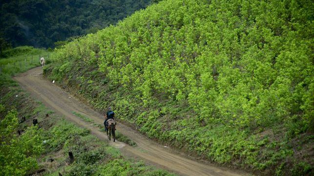 Un campo de hoja de coca en Colombia, donde según la estimación de la Casa Blanca hay 212.000 hectáreas destinadas a ese cultivo.