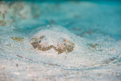Un pez se camufla en la arena, en una fotografía registrada por la Expedición Beata 2024.