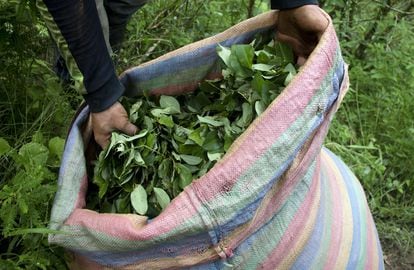 Un hombre muestra las hojas de coca recolectadas en Nariño (Colombia).