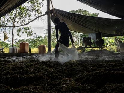Un trabajador esparce cal sobre hojas de coca trituradas para hacer la pasta, en Llorente (Colombia), en mayo de este año.
