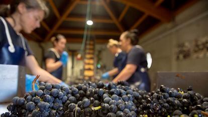 Proceso de selección de la uva en una bodega de la denominación de origen Rioja, en Logroño.
