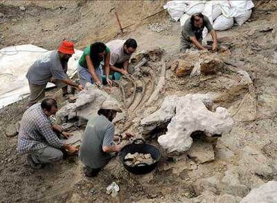 Los restos del dinosaurio saurópodo encontrados en Morella