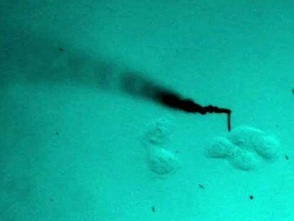 Submarinos microscópicos para atacar células cancerígenas