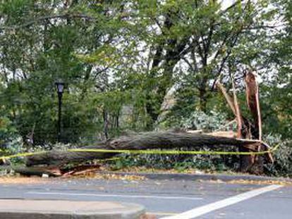 Una vía es afectada por árboles caídos, producto de los fuertes vientos en el Alto Manhattan, Nueva York (EE.UU.).