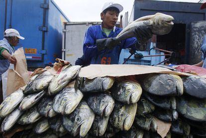 Un trabajador del popular mercado de pescado de Lima selecciona y prepara un ejemplar.