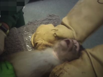 Imagen del vídeo de Cruelty Free Internacional que muestra las condiciones de la experimentación con animales en el laboratorio de Vivotecnia en Madrid.