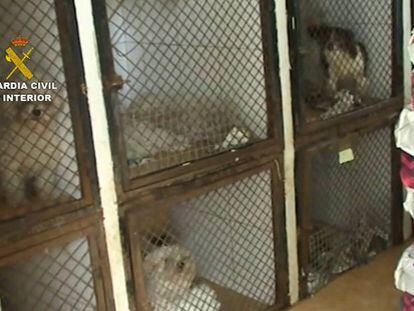 Algunos de los perros recuperados por la Guardia Civil.