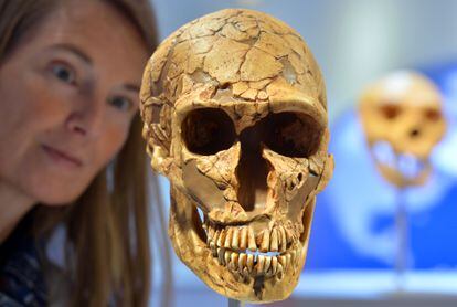 La educadora  Sabine Liener-Kraft observa el cráneo de un neandertal en el Arqueológico Museo Estatal de Chemnitz, Alemania.