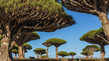 Un bosque de dragos en la isla de Socotra, frente a la costa de Yemen, especie valorada por su savia roja, conocida como sangre de dragón.