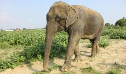 Lakhi, elefante rescatado por Wildlife SOS.